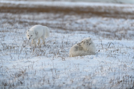Two young arctic foxes (Vulpes Lagopus) in wilde tundra. Arctic fox playing.