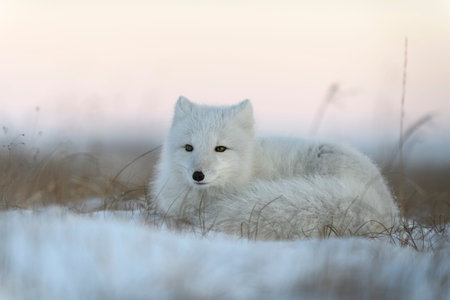 Wild arctic fox (Vulpes Lagopus) in tundra in winter time. White arctic fox lying.の写真素材