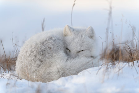 Wild arctic fox in tundra. Arctic fox lying. Sleeping in tundra.の写真素材