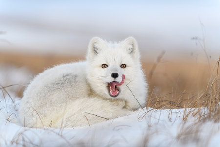 Wild arctic fox (Vulpes Lagopus) in tundra in winter time. White arctic fox yawning.の写真素材
