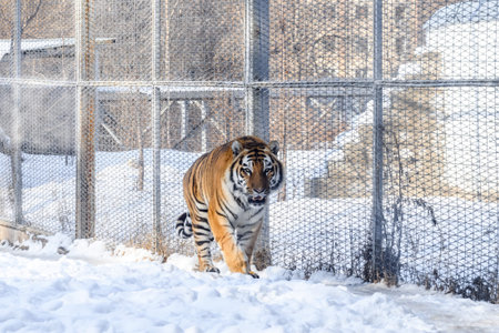 Siberian Tiger in the cage at the zoo in winter.