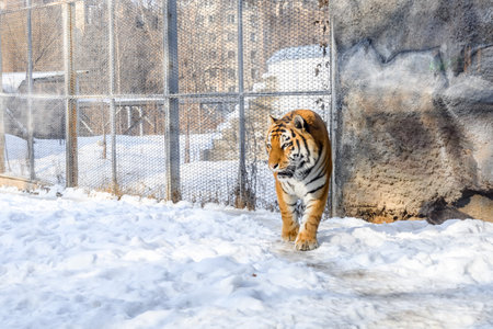 siberian tiger in a cage in the zoo in winter.の写真素材