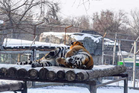 The Siberian tiger,Panthera tigris altaica is the biggest cat in the world