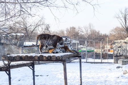Tiger in the zoo in winterの写真素材