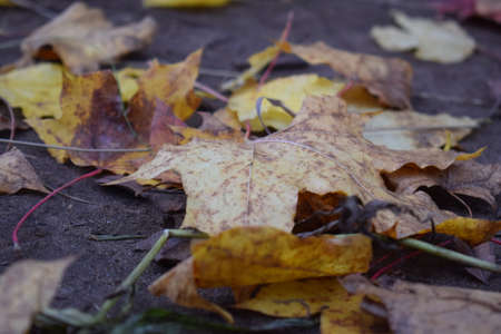 maple leavesの写真素材