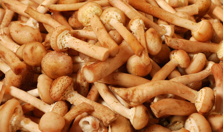 honey agaric mushrooms harvest backgroundの写真素材