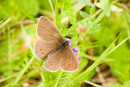 Brown butterfly is sitting on the flower on the green grass backgroundの写真素材