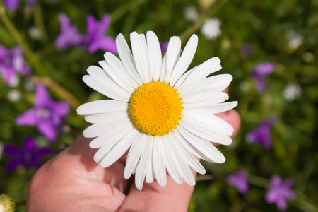 White chamomile in hand under the summer sun close-up view on a background of meadow flowers