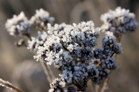 Frozen plant under sunlight closeup viewの写真素材