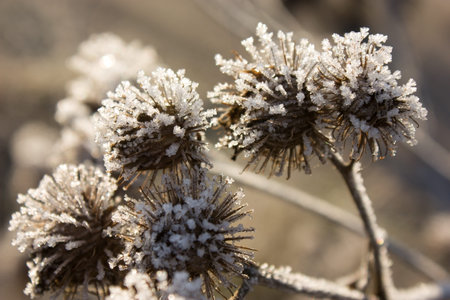 Frozen bur under sunlight closeup viewの写真素材