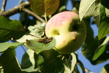 The invasion of wasps on the harvest of apples. Swarm of wasps attack apple trees and eat ripe appleの素材