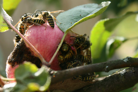 The invasion of wasps on the harvest of apples. Swarm of wasps attack apple trees and eat ripe appleの素材