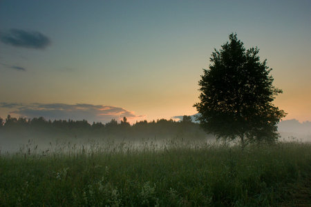 Sunset over the meadow with trees in fogの素材
