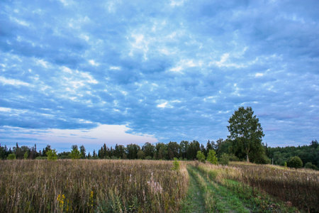 Meadow with trees and road under cloudy evening sky, rural landscapeの素材