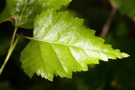 Green birch leaf on the birch branch under the sunlight closeup view