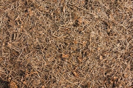 Dry pine needles on the ground closeup view natural backgroundの写真素材