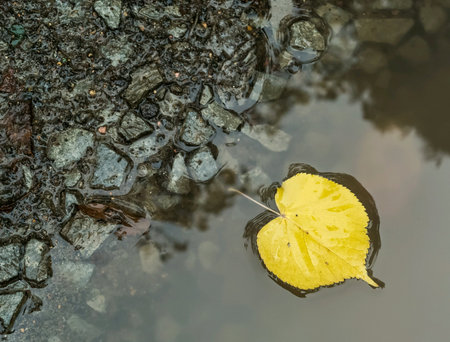 Yellow dead birch leaf in puddle on the wet asphalt road, autumn conceptの素材