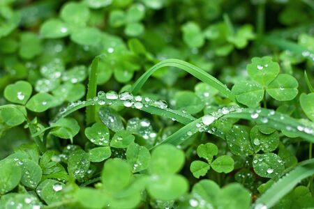 Water drops of dew on green grass close-up macro view. Green grass with water drops background.の写真素材