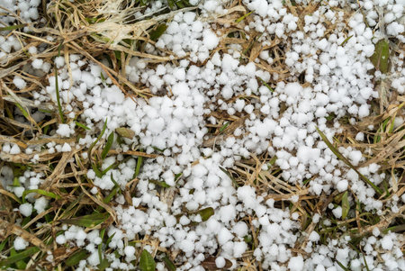 Small white snowflakes of first snow on dead brown grass close up view