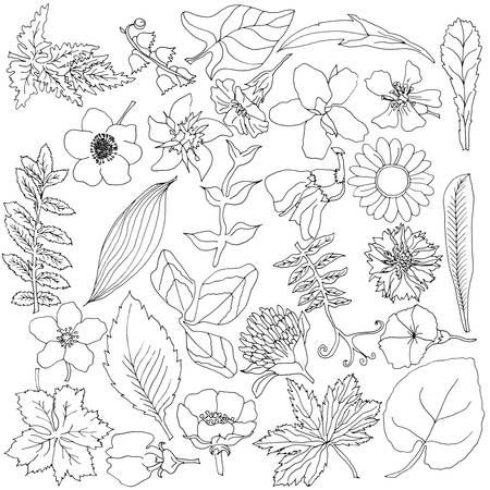 Herbal elements with hand drawn flowers and plants. Black and white vector illustration in sketch style. Will be use on postcard, poster, banner.のイラスト素材