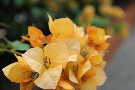 Spring bright flower live colors of nature. Will be used as a background, web element, print.の写真素材