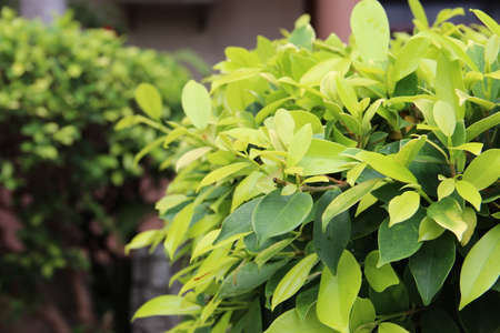 Spring bright flower live colors of nature. Will be used as a background, web element, print.の写真素材