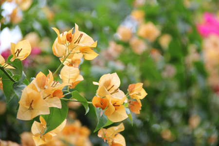 Spring bright flower live colors of nature. Will be used as a background, web element, print.の写真素材