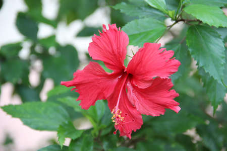 Spring bright flower live colors of nature. Will be used as a background, web element, print.の写真素材