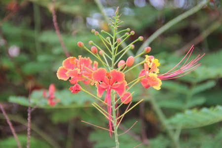 Spring bright flower live colors of nature. Will be used as a background, web element, print.の写真素材