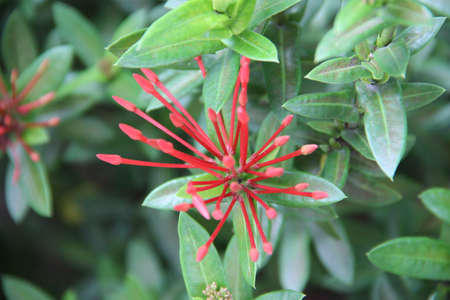 Spring bright flower live colors of nature. Will be used as a background, web element, print.の写真素材