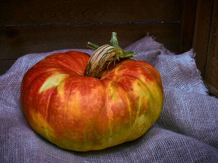 A very juicy and very multi-color beautiful pumpkin is photographed with good lighting on the background of a wooden floor and a natural piece of linen material.の写真素材