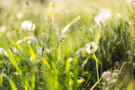 dandelions in the field among the grass, close-up in the sun with a beautiful blurred backgroundの写真素材