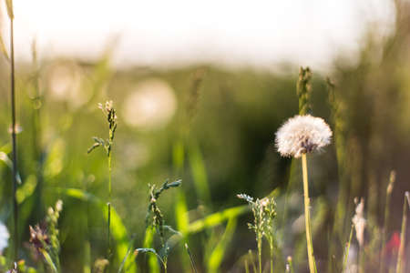 dandelions in the field among the grass, close-up in the sun with a beautiful blurred backgroundの写真素材