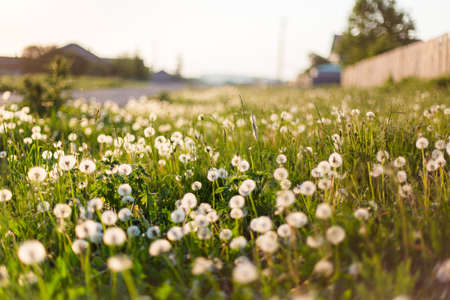field dandelion summer day close-up with the village far in the backgroundの写真素材