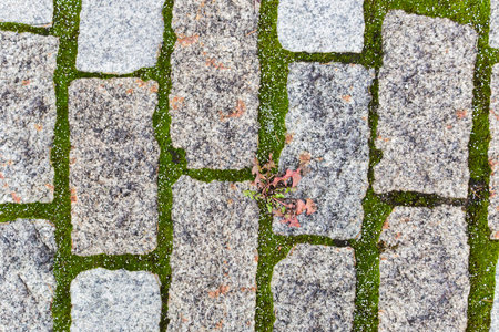 Grass growing through concrete slabs of the road for pedestrian traffic. close-up