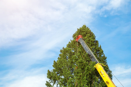 crane lifts and installs a Christmas tree on the town square.の写真素材