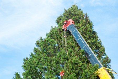 crane lifts and installs a Christmas tree on the town square.の写真素材