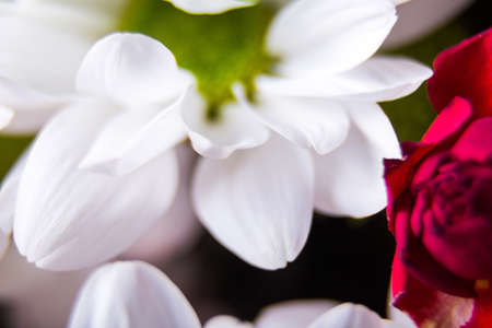White flower chrysanthemum petals close-up.の写真素材