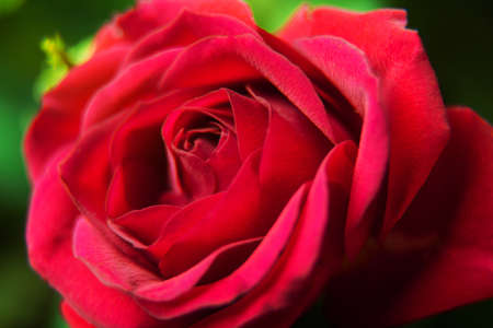 Macro flower beautiful rose for a background image.の写真素材
