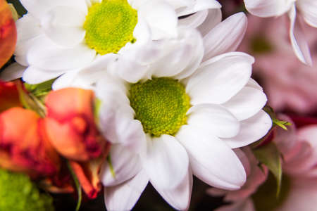 White chamomile, chrysanthemum macroの写真素材