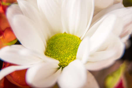 White chamomile, chrysanthemum macroの写真素材