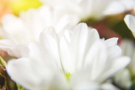 White flower chrysanthemum petals close-up.の写真素材