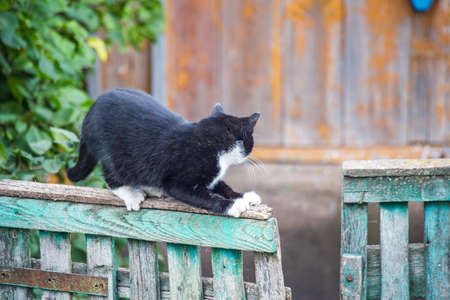 black and white cat stretches on the fenceの写真素材