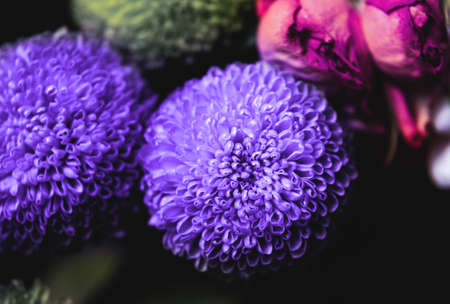 chrysanthemum bushy Feeling Green. very close-up macro shot.の写真素材