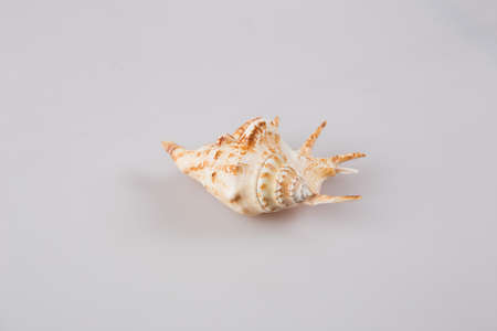 sea shell isolated on white background close upの写真素材