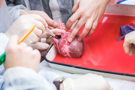 students of surgeons make seams on the open heart. Hands in medical gloves. details of a close-up...