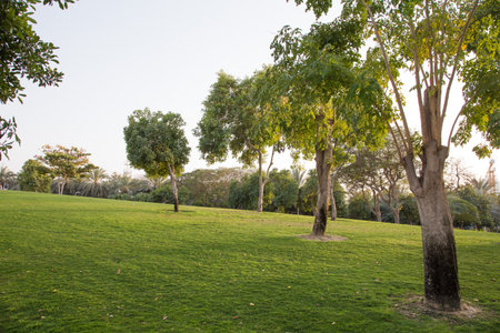 Beautiful panorama of green city park at dawn