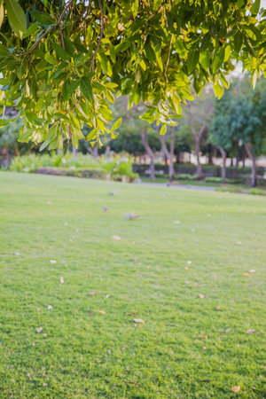 natural green background with selective focusの写真素材