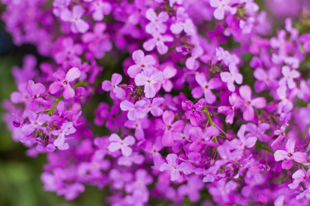 Spring branch of blossoming lilac