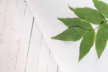 Real tropical leaves set pattern backgrounds on white.flat lay designの写真素材